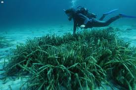 Posidonia