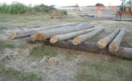 2010-operae-srl-infissione-pali-in-legno-per-pontili2