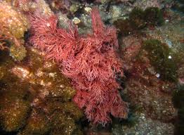 Alghe rosse