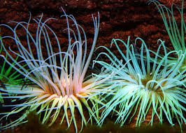 Anemoni di mare