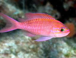 Anthias rosa