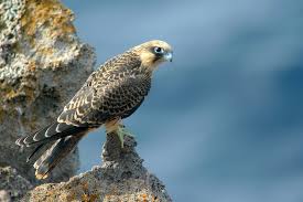 Falco della regina