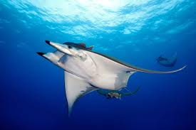 Manta mediterranea (Mobula)