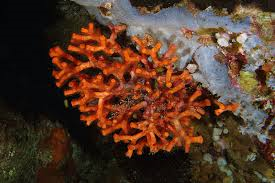 Myriapora truncata