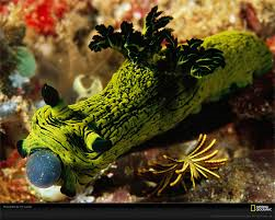 Nudibranco tunicato